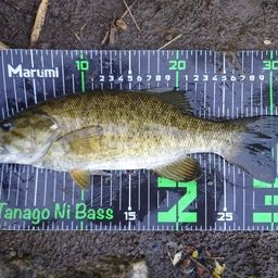 スモールマウスバス