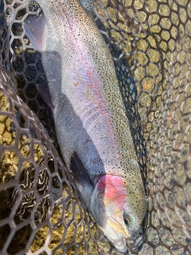 ニジマスの釣果