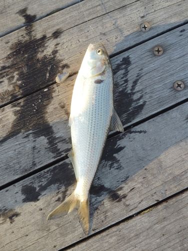 コノシロの釣果