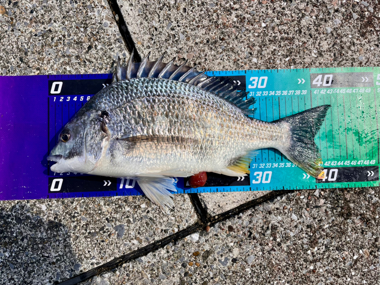 SHIMANO 22エクスセンス ∞ (インフィニティ) S106Mの最安値 SHIMANO 22エクスセンス ∞ (インフィニティ) S106Mの最安値