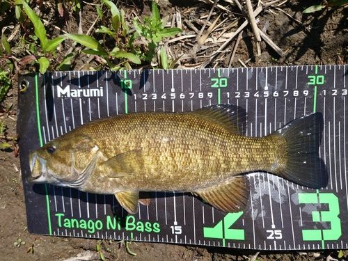 スモールマウスバスの釣果
