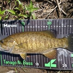 スモールマウスバス