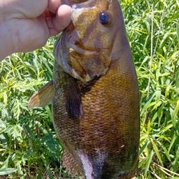 スモールマウスバス
