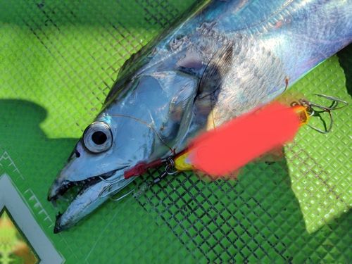 タチウオの釣果