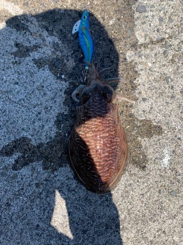 コウイカの釣果