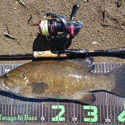 スモールマウスバス