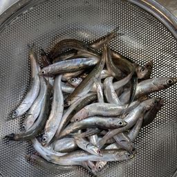 カタクチイワシ