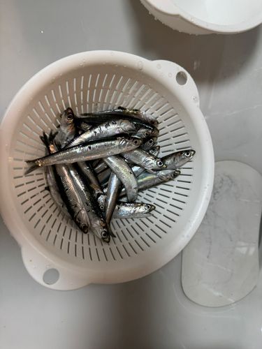 カタクチイワシの釣果