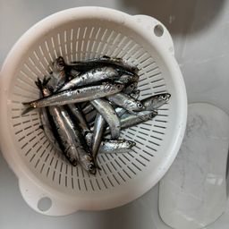 カタクチイワシ