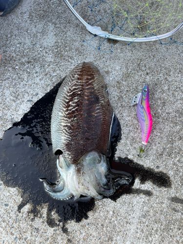 モンゴウイカの釣果