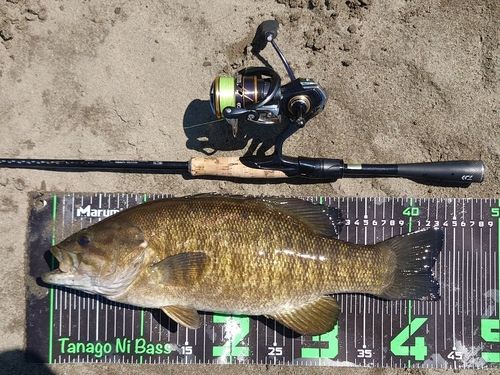 スモールマウスバスの釣果