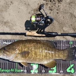 スモールマウスバス