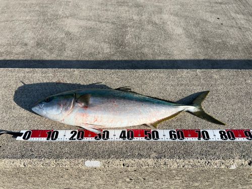 ブリの釣果