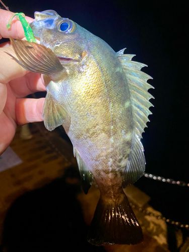 メバルの釣果