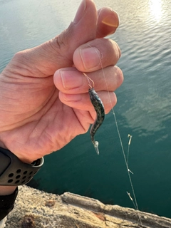 カタクチイワシの釣果