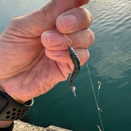 カタクチイワシ