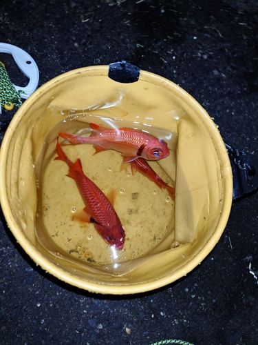 アカマツカサの釣果