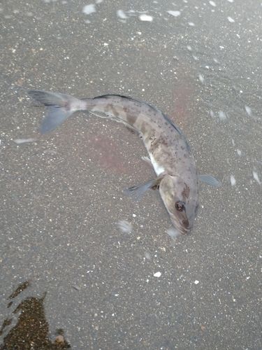 ホッケの釣果