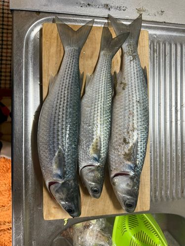 ボラの釣果
