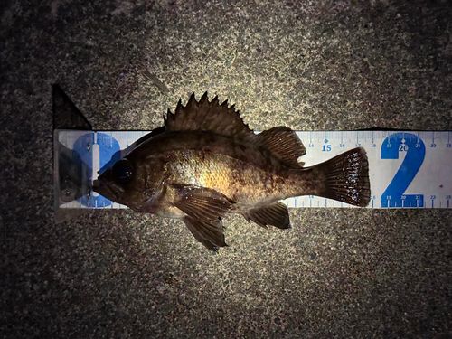 シロメバルの釣果