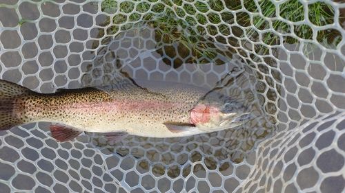 ニジマスの釣果