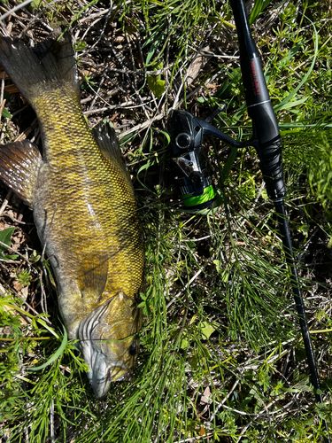スモールマウスバスの釣果