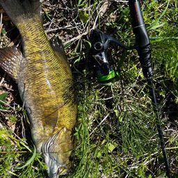 スモールマウスバス