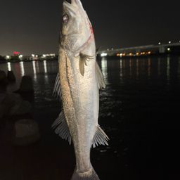 シーバス