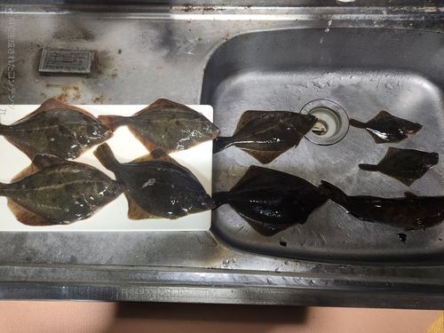 カレイ