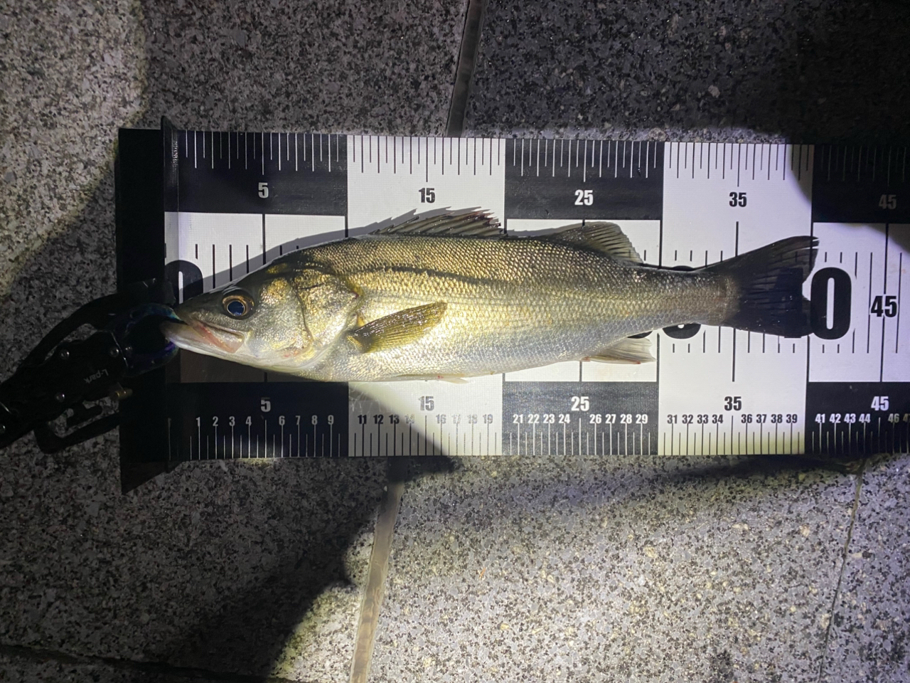 SHIMANO 23ディアルーナ S96MLの最安値・インプレ・釣果 | 本音 SHIMANO 23ディアルーナ S96MLの最安値・インプレ・釣果 | 本音