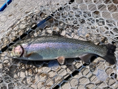 ニジマスの釣果
