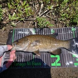 スモールマウスバス