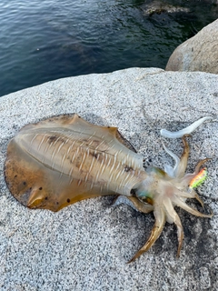 アオリイカの釣果