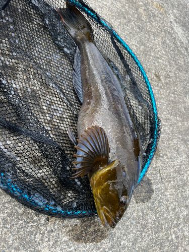 アイナメの釣果