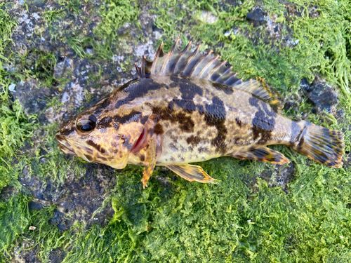 タケノコメバルの釣果