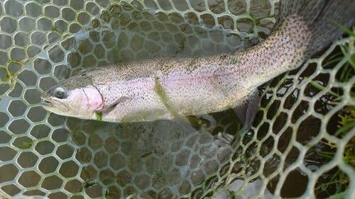 ニジマスの釣果