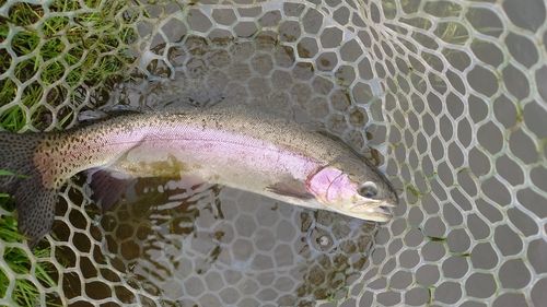 ニジマスの釣果