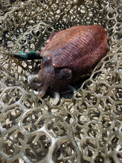 コウイカの釣果