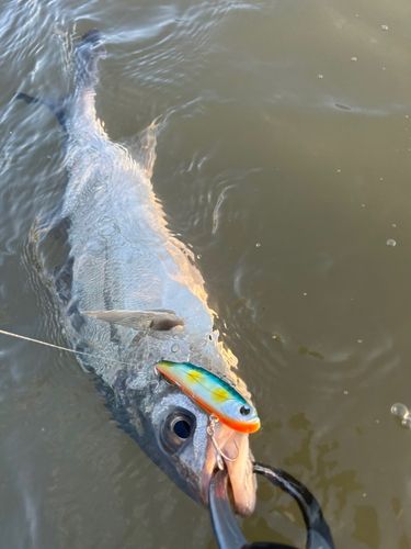 セイゴ（マルスズキ）の釣果