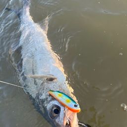 セイゴ（マルスズキ）