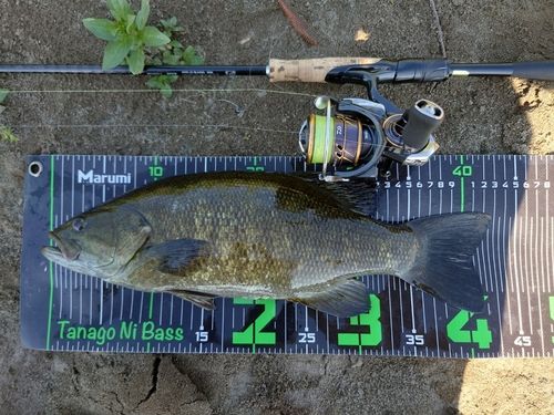 スモールマウスバスの釣果