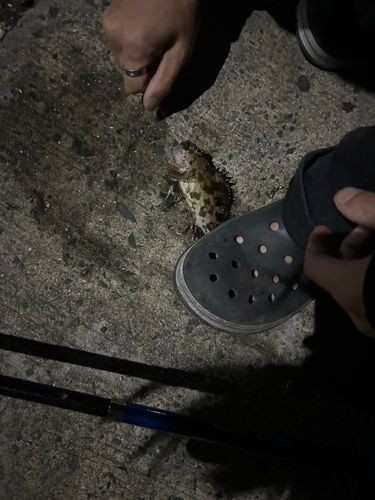カサゴの釣果