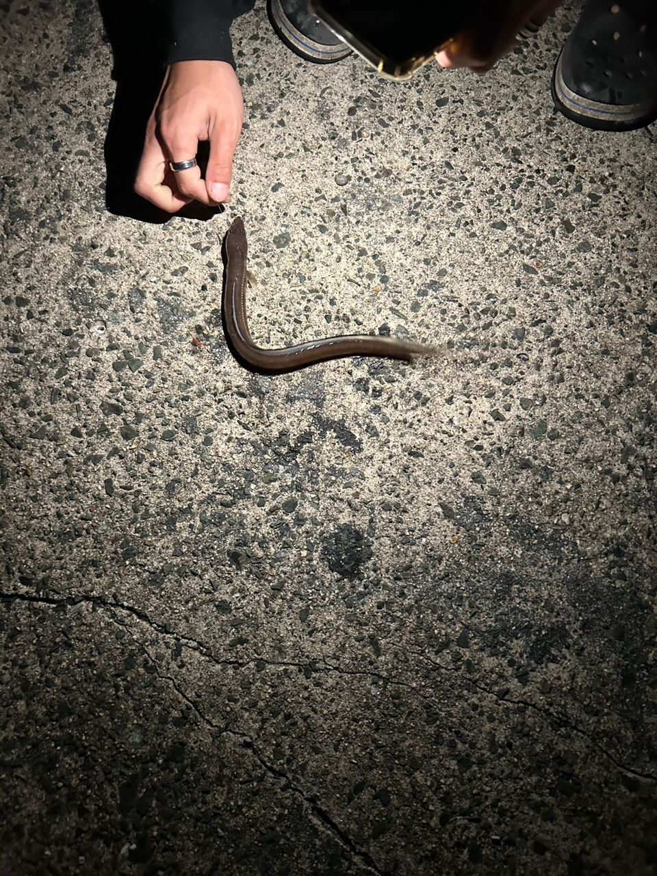 カサゴ