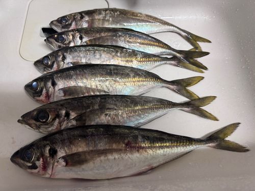 アジの釣果