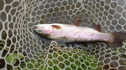ニジマスの釣果