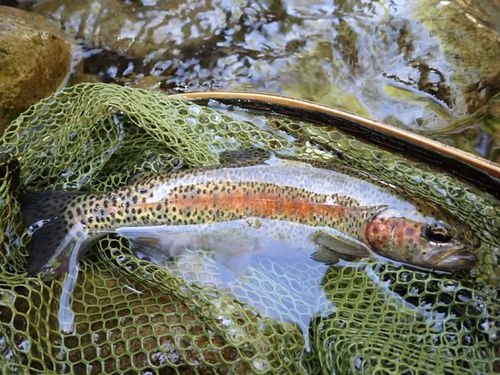 ニジマスの釣果