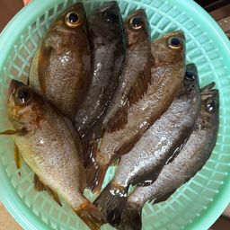 シロメバル