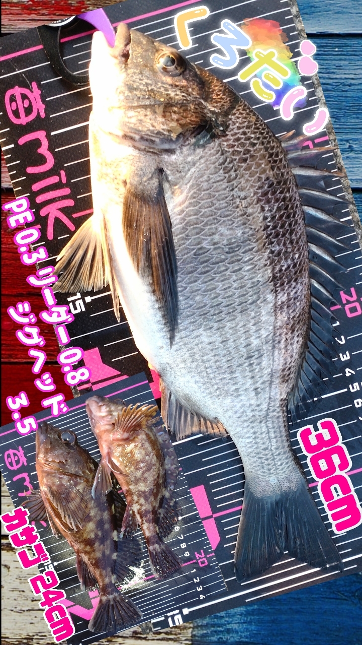 DAIWA 22月下美人 EX 74UL-Sの最安値・インプレ・釣果 | 本音の DAIWA 22月下美人 EX 74UL-Sの最安値・インプレ・釣果 | 本音の