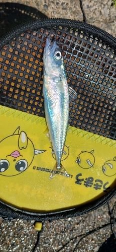 サバの釣果