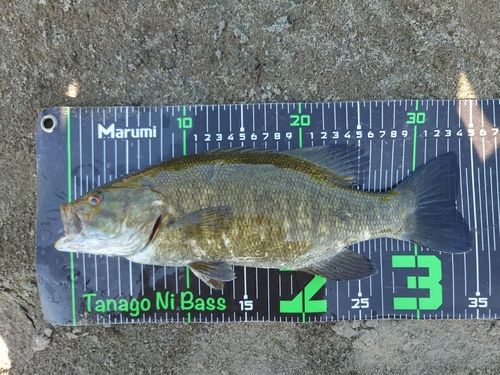 スモールマウスバスの釣果